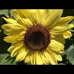 Meet your Posher, Lynette